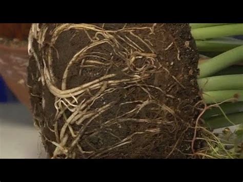 Грунт для эухариса: какой состав почвы подойдет, как приготовить ...