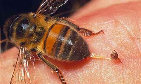 Abelha Europeia E Perigosa - Abelha-Europeia, Características: É Perigosa? | Mundo Ecologia