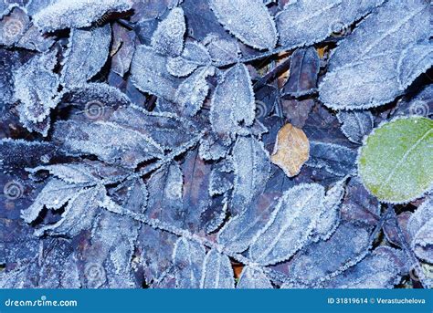 Folhas Congeladas Foto De Stock Imagem De Queda Ambiental 31819614