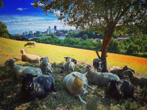 Meanwood Valley Urban Farm | Top 100