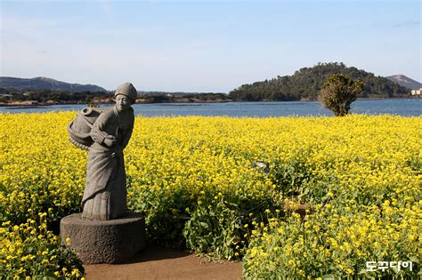 제주도여행 제주 유채꽃 광치기해변 주위에 피어난 노란 유채꽃2014년 제주 가볼만한곳