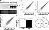 JCI Dissection Of Experimental Asthma With DNA Microarray Analysis