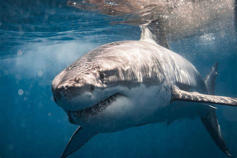Great White Shark Vs Megalodon Clash Of Predators Ocean Action Hub
