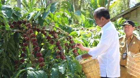 Jokowi Dorong Hilirisasi Ini Curhatan Petani Kopi Di Lampung Barat