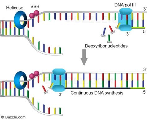 Dna Replication Process Steps