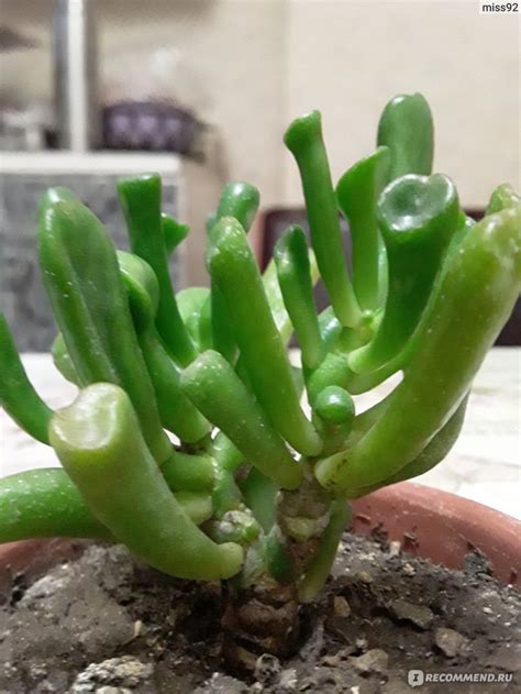 Толстянка овата Хоббит (Crassula ovata Hobbit) - «Прикольное растение ...