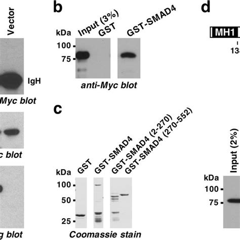 Binding Of SMAD4 To ETV1 A 6Myc Tagged ETV1 Was Coexpressed With