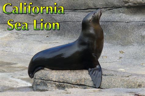 California Sea Lion Habitat