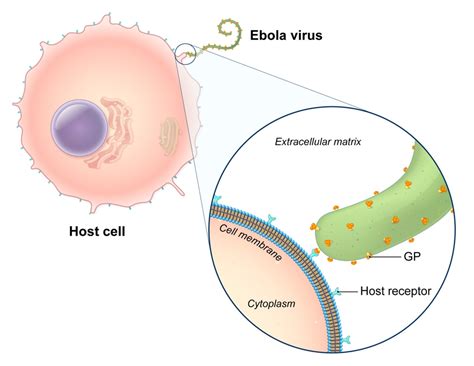 Ebola Virus Structure Diagram