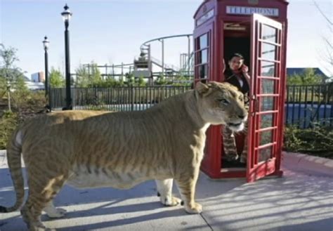 Meet Hercules The Liger! - Cats vs Cancer