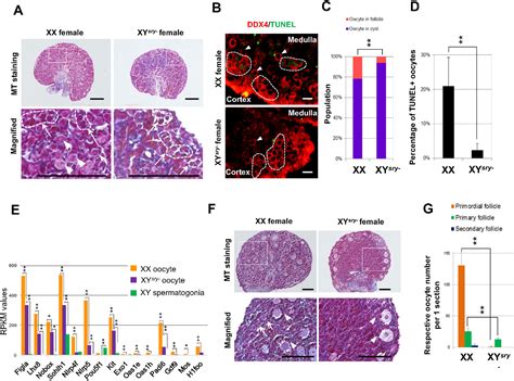 XY Oocytes Of Sex Reversed Females With A Sry Mutation Deviate From The Normal Developmental
