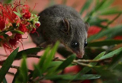 Mountain Pygmy Possum Facts | Anatomy, Diet, Habitat, Behavior