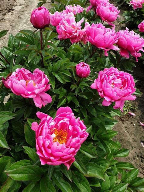 Nice Gal - Bouwmeester Vaste Planten