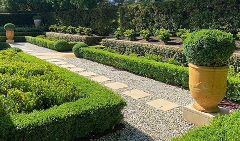 Box Hedge Plants And Borders