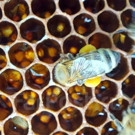 Продам мёд липовый и цветочный, в наличии. Цена: 500₽ в Хабаровске