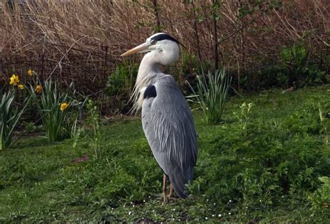 Blue Herons Symbolism: What Does it Mean to Dream About Blue Herons? – Dreams Guide