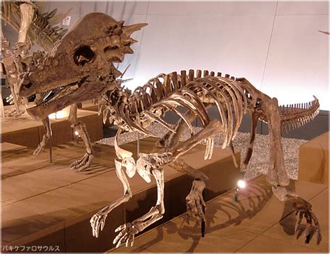 パキケファロサウルス/Pachycephalosaurus、スティギモロク、ドラコレックス