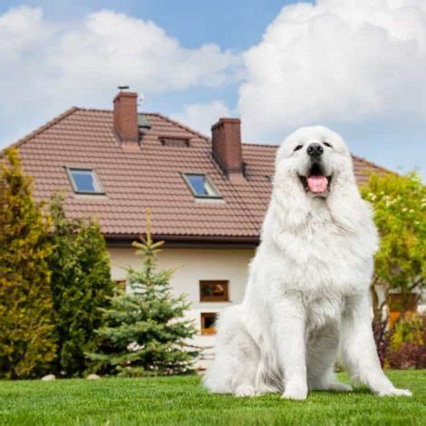 Getting a guard dog: Choose the right breed, start training early