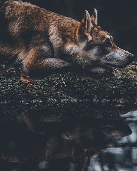 Urban Decay Naked Heat Palette Review Swatches Mae Polzine