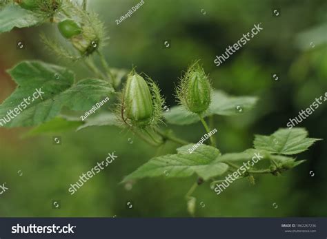 photo weed flower buds stock photo  shutterstock