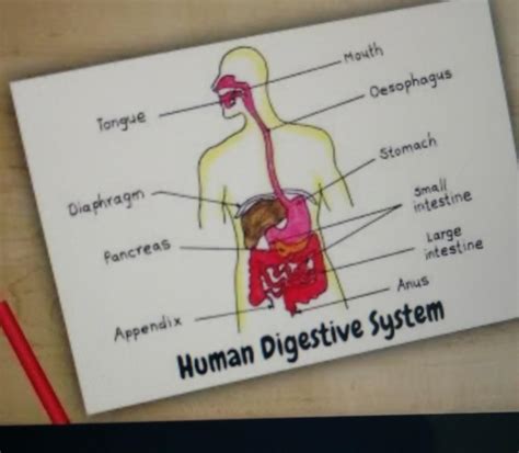 Human Digestive System Drawing Step By Step Draw It Neat How To Draw