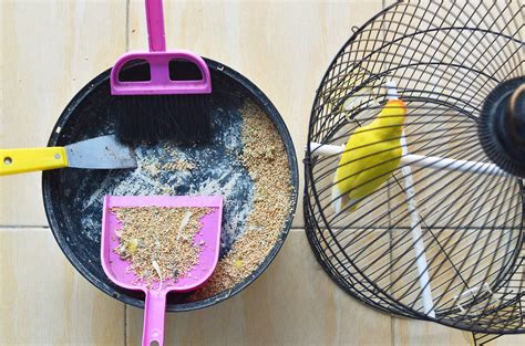 Parrot Cage Cleaning Tips: How To Clean Your Parrots Cage with Ease ...