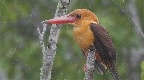 Sundarbans Photos, Pictures of Famous Tourist Places and Attractions-NativePlanet