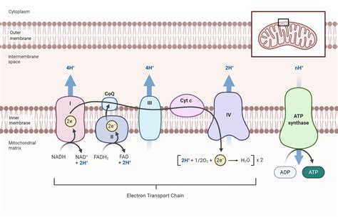 Mitochondria + Electron transport chain Diagram | Quizlet