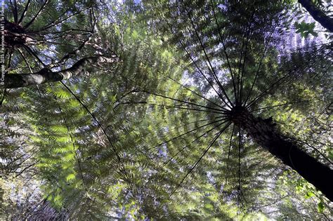 Ponga Trees Knowledge Base