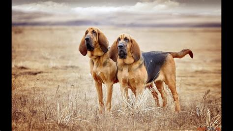 БЛАДХАУНД И ФИЛА БРАЗИЛЕЙРО (БРАЗИЛЬСКИЙ ФИЛА, БРАЗИЛЬСКИЙ МАСТИФ ...