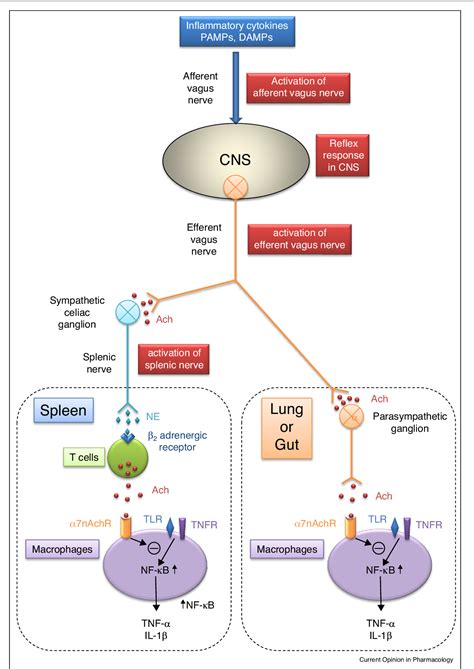 Figure From The Cholinergic Antiinflammatory Pathway An Innovative