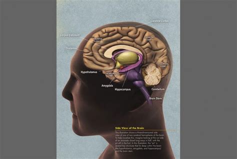 What is Brain? - Earth.com