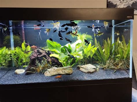 Kompletny zestaw akwarium AQAEL Opti Set 200 z szafką i rybami. LUBLIN ...