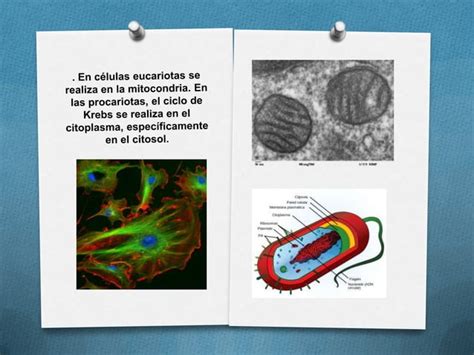 De donde obtiene energía el cuerpo humano PPT Descarga Gratuita