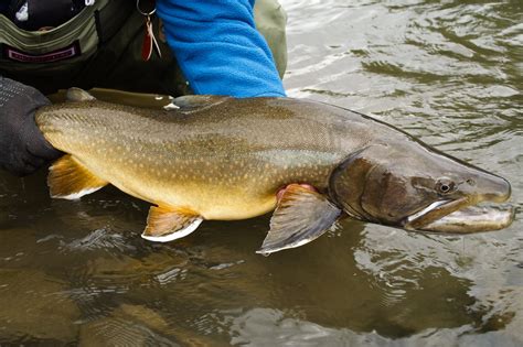 Bull Trout - Nevada Department of Wildlife