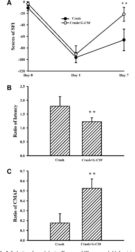 Figure 1 From Potentiation Of Angiogenesis And Regeneration By G Csf