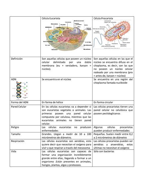 Cuadro Comparativo de Celulas Eucariotas y Procariotas Célula