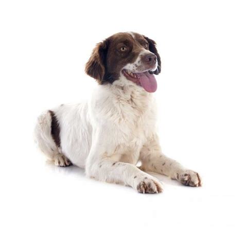 French Spaniel | Dog Breed Info And Characteristics