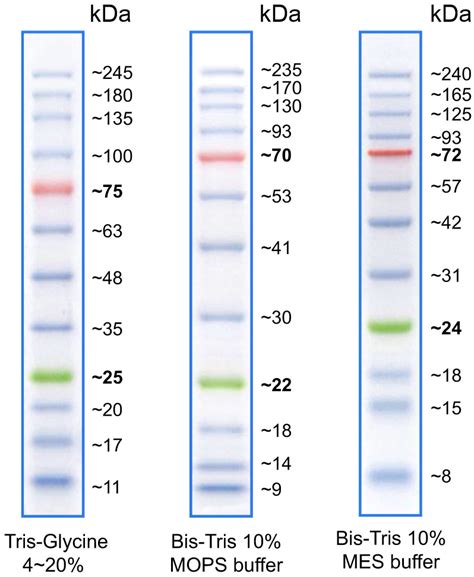 H XStable Prestained Protein Ladder DNA Protein Ladders Products