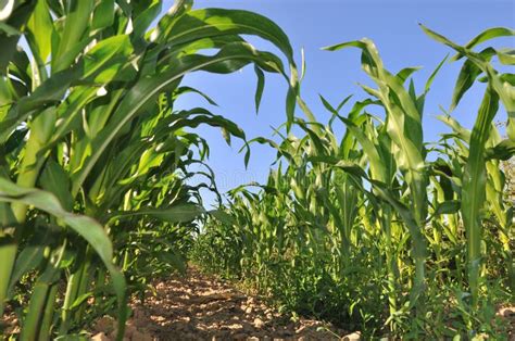 campo  mais fotografia stock immagine  fogliame
