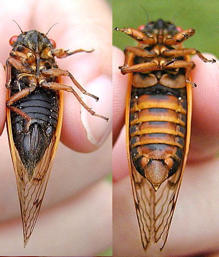 Female And Male Cicadas Magicicada Cicada Insects Insect Art