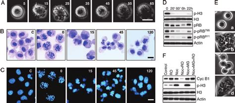 CDK1 activity is critical for maintaining the mitotic state. ( A ...