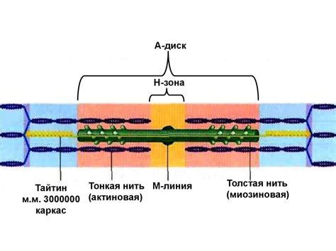 Физиология скелетных мышц. (Лекция 6) - презентация онлайн