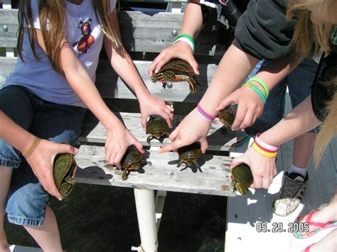 Turtle Hunting Capture Snap And Release