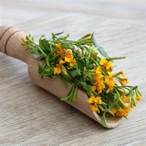 Tarragon Seeds - Mexican | Herb Seeds in Packets & Bulk | Eden Brothers