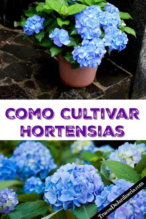 Details Imagen Trucos Para Hortensias Abzlocal Mx