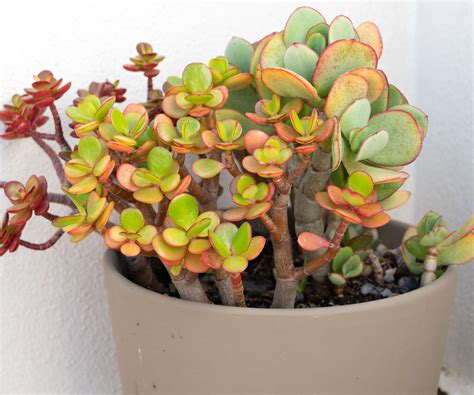 how to propagate a succulent plant 9