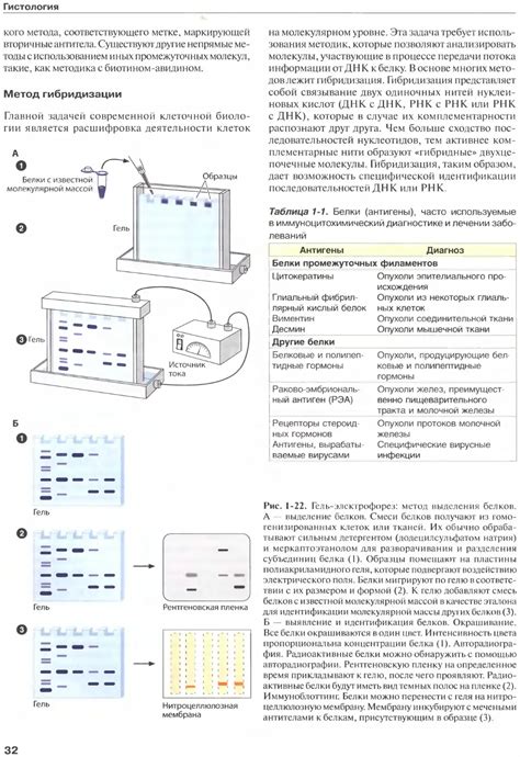 Гистология: атлас - Жункейра Л.К., Карнейро Ж. - 2009
