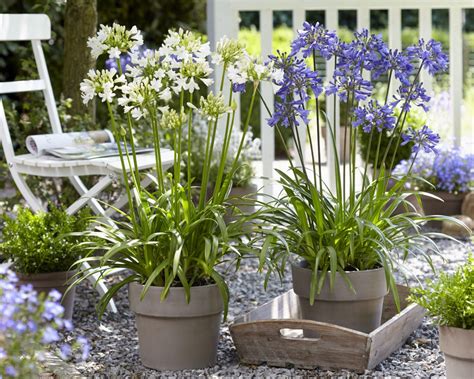 Agapanthus Ever Sapphire Golden Valley Plants