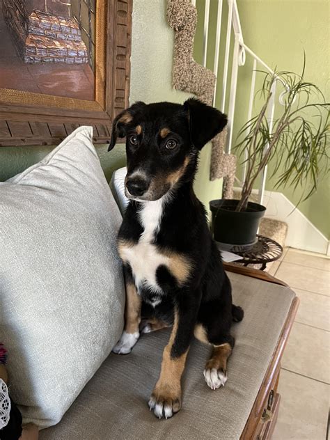 Lola, a smart Aussie/Lab mix Puppy, is up for Adoption - Rocky Kanaka